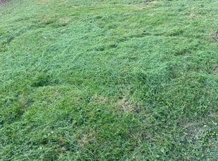 Mike B.'s grass maintenance service result