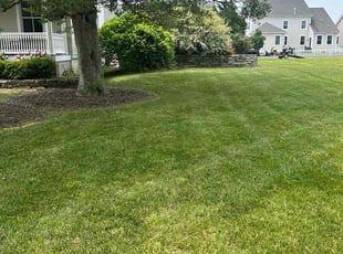 Rachael H.'s grass maintenance service result