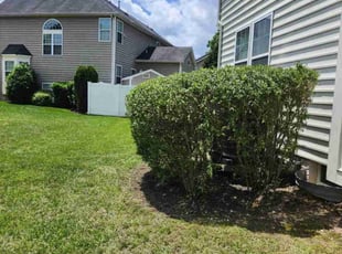 Heidi N.'s Bush Trimming service result