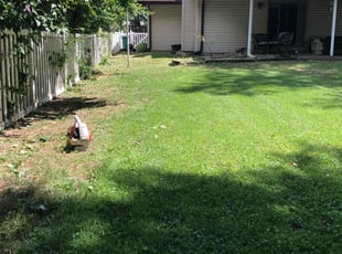 Linda L.'s grass maintenance service result