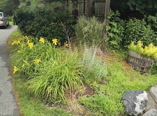 Daniel M.'s grass cutting service result