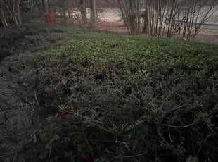 Josh E.'s Bush Trimming service result