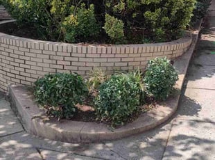 Mike F.'s Bush Trimming service result