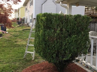 Victoria H.'s Bush Trimming service result