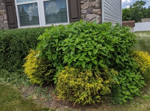 Kelly I.'s Bush Trimming service result