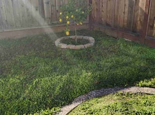 Nanni C.'s grass cutting service result