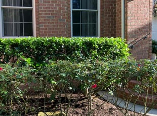 Brian D.'s Bush Trimming service result