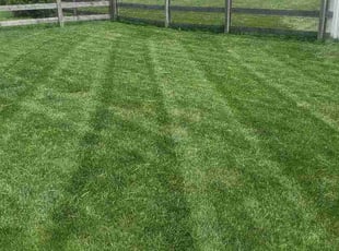 Mark V.'s lawn maintenance service result