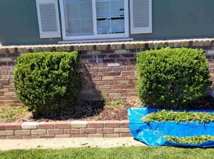 Natasha H.'s Bush Trimming service result