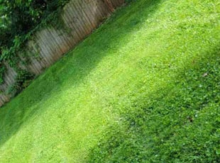 Jaime D.'s turf care service result