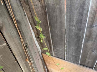 Dorothy T.'s lawn care services service result