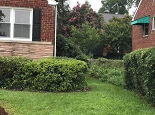 Jim D.'s Bush Trimming service result