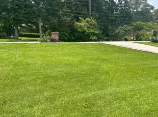 Lisa C.'s grass cutting service result