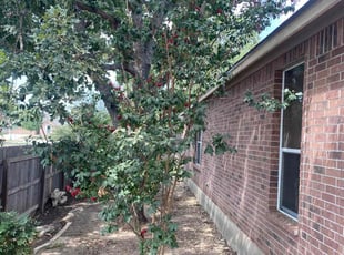 Abe J.'s Leaf Removal service result