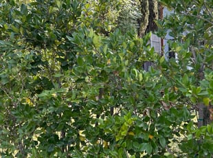 Patty P.'s Bush Trimming service result