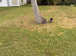 Mike G.'s Long Grass Cleanup service result