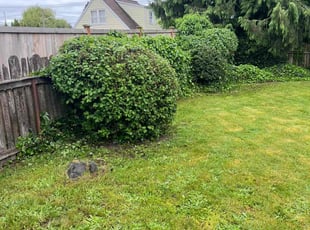 Marshall A.'s Bush Trimming service result