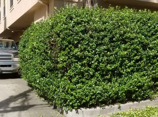 Lorraine A.'s Bush Trimming service result