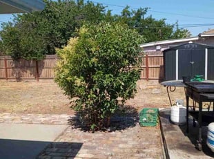 Kimberly S.'s Bush Trimming service result