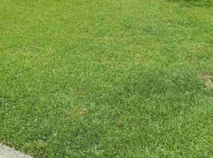 Ahjee F.'s lawn service service result