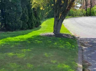 Braulio C.'s grass maintenance service result