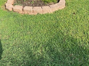 Cynthia W.'s turf care service result