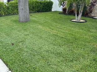 Thomas B.'s lawn service service result