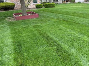 Leisa J.'s lawn care service result