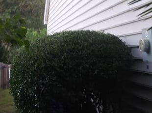 Robert H.'s Bush Trimming service result