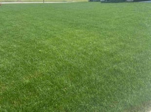 Jeremy G.'s lawn maintenance service result