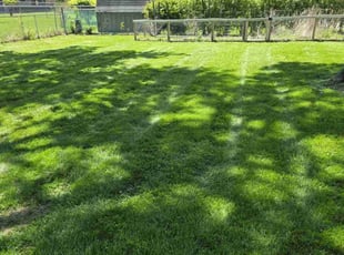 Rose D.'s grass cutting service result