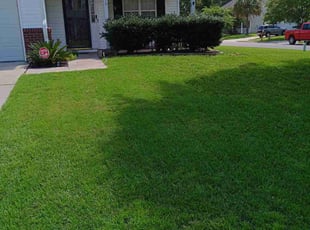 Monique A.'s turf care service result