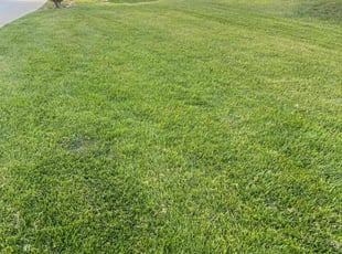 Jamey S.'s grass cutting service result