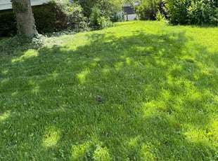 Michael N.'s lawn maintenance service result