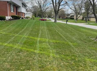 Lee Anne D.'s lawn care services service result