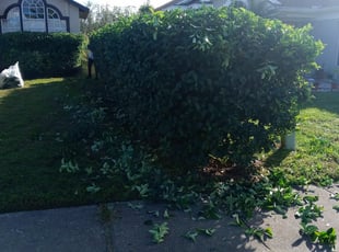 Brittany A.'s Bush Trimming service result