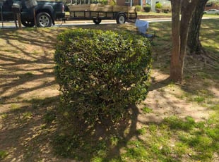 Cynthia K.'s Bush Trimming service result