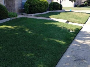 Carlyn H.'s grass cutting service result