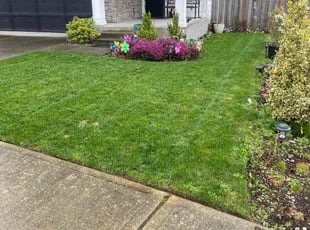 Anjali S.'s grass cutting service result