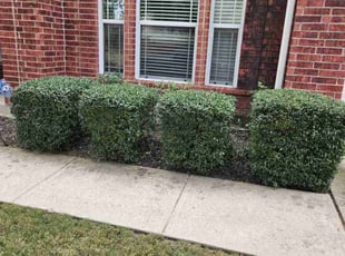 Kenneth P.'s Bush Trimming service result