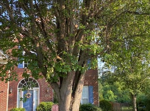 Svetlana B.'s Tree Trimming service result