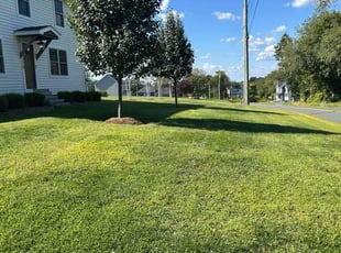 Stacy K.'s turf care service result