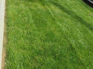 Marianne W.'s lawn care services service result