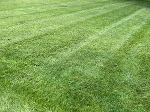 Eli M.'s lawn maintenance service result