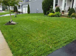 Suzanna C.'s grass maintenance service result