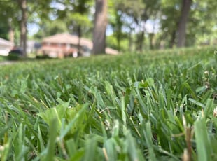 Kim S.'s grass cutting service result