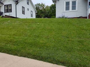 Megan L.'s grass cutting service result