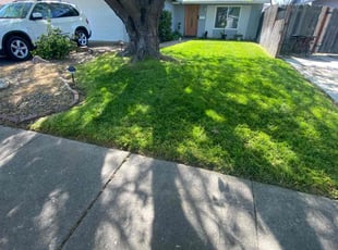 Liz G.'s lawn maintenance service result