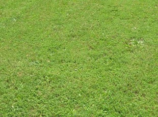 Steve A.'s lawn maintenance service result