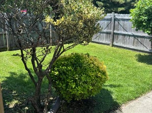 Jet D.'s grass cutting service result
